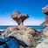 A large boulder on a rocky shoreline near the ocean